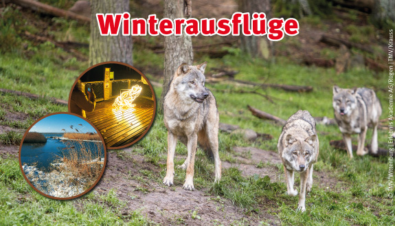 Winterausflüge zum Nationalpark Vorpommersche Boddenlandschaft, Lichterspektakel am Baumwipfelpfad im Naturerbe Zentrum Rügen und Wölfe im Wildpark Güstrow